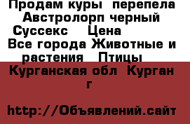 Продам куры, перепела. Австролорп черный. Суссекс. › Цена ­ 1 500 - Все города Животные и растения » Птицы   . Курганская обл.,Курган г.